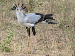 Bologonja_Seronera2009-28